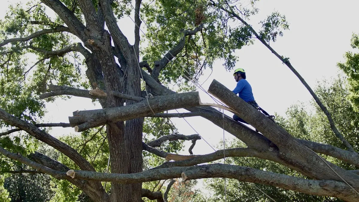 Professional Hazardous Tree Removal performed by certified arborists in Randlett