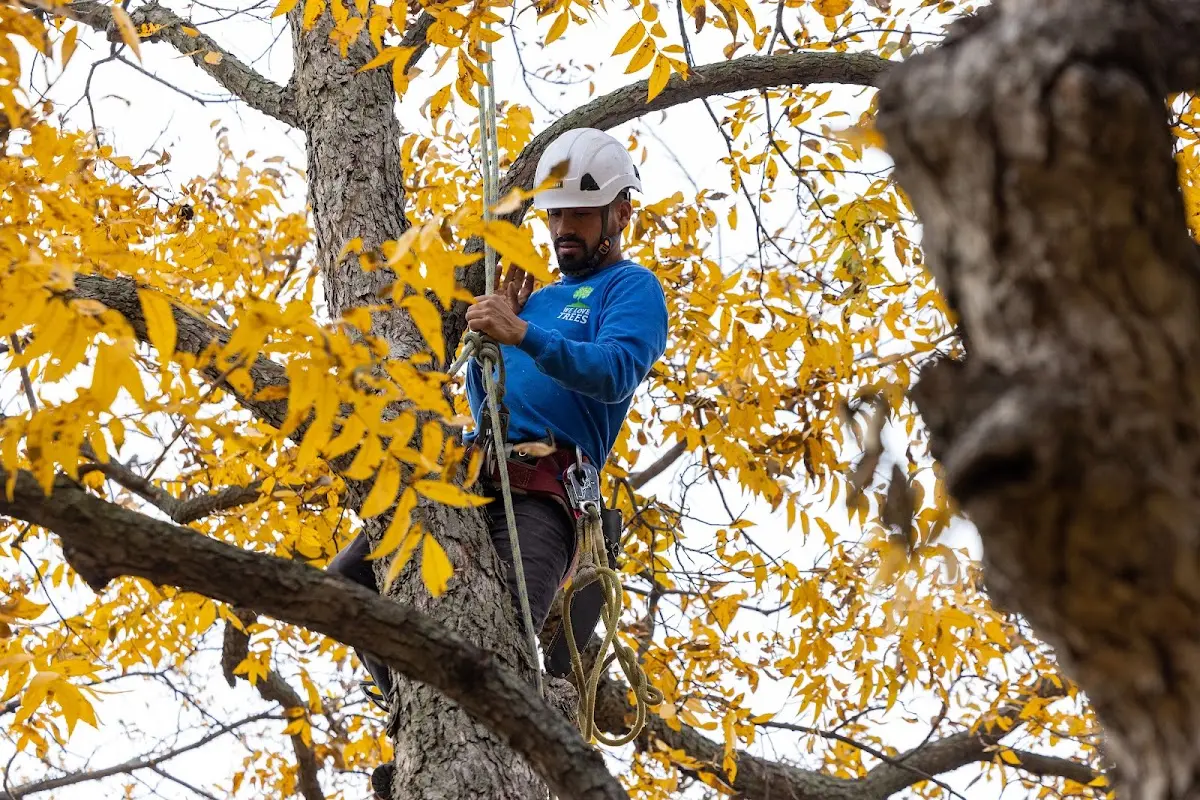 Skilled Storm Damage Cleanup crew working in Randlett
